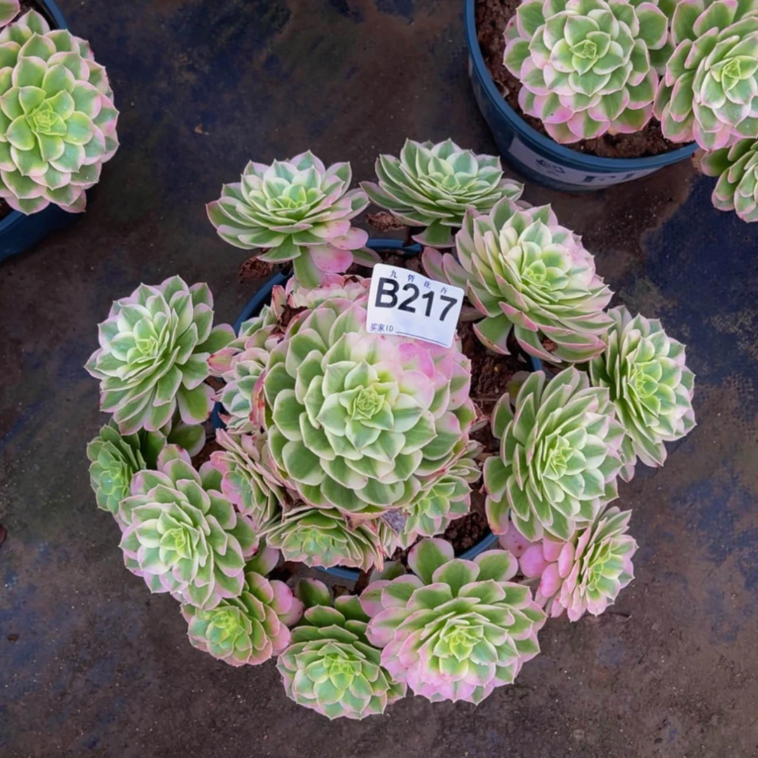 【闪购商品】21700