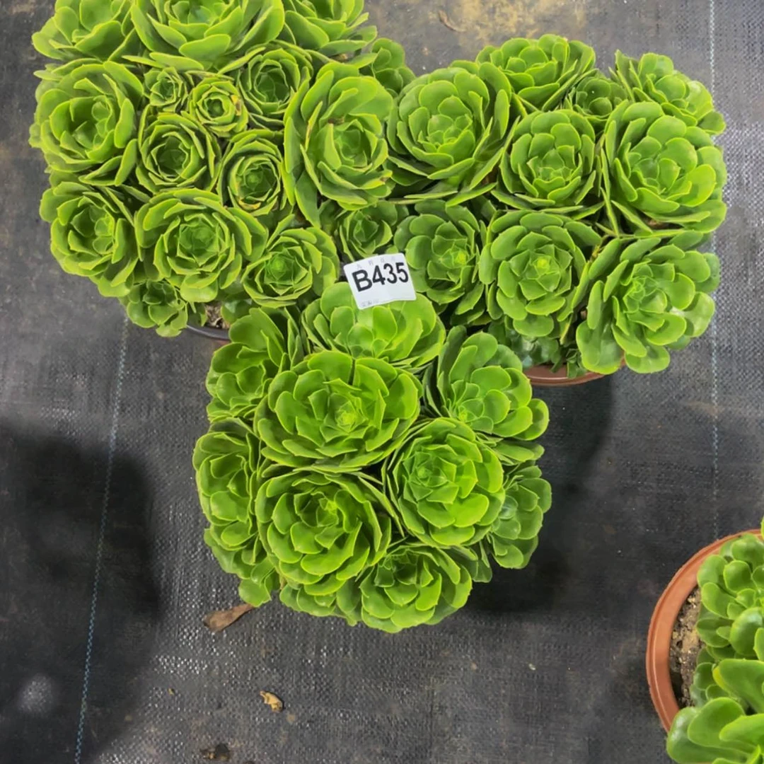 【闪购商品】43500