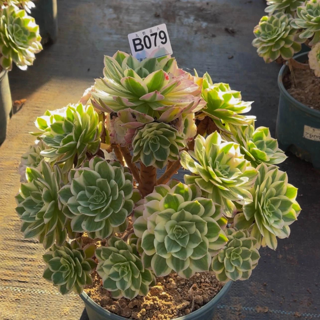 【闪购商品】07900