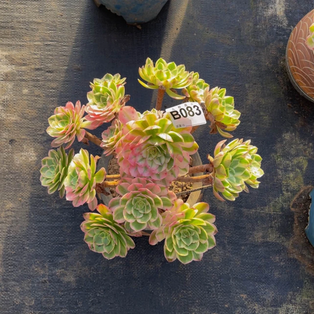 【闪购商品】08300