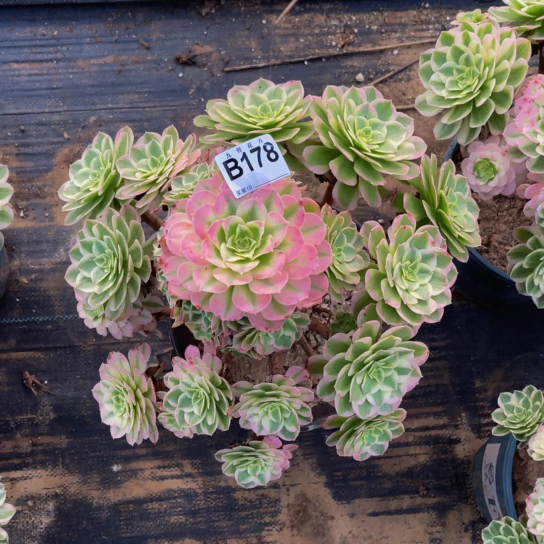 【闪购商品】17800