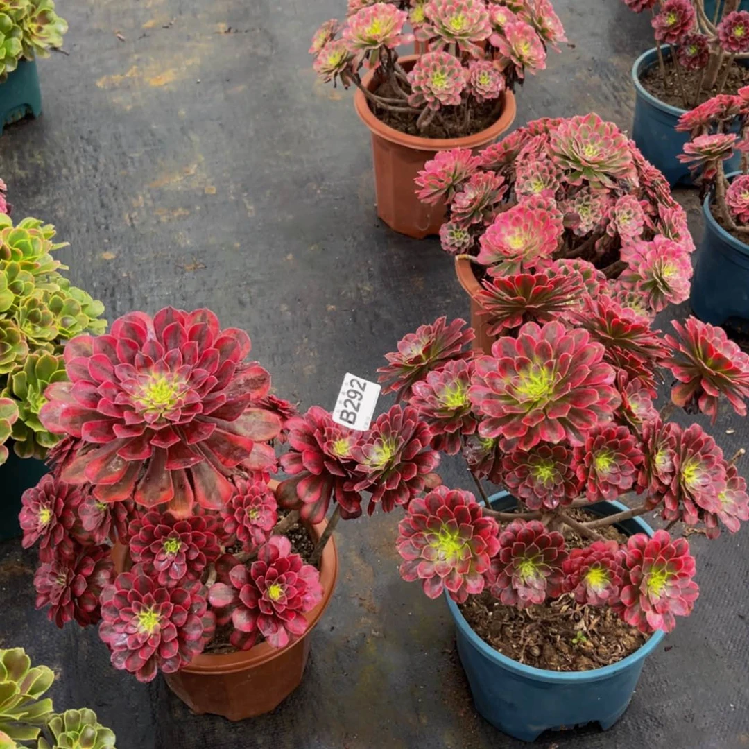 【闪购商品】29200