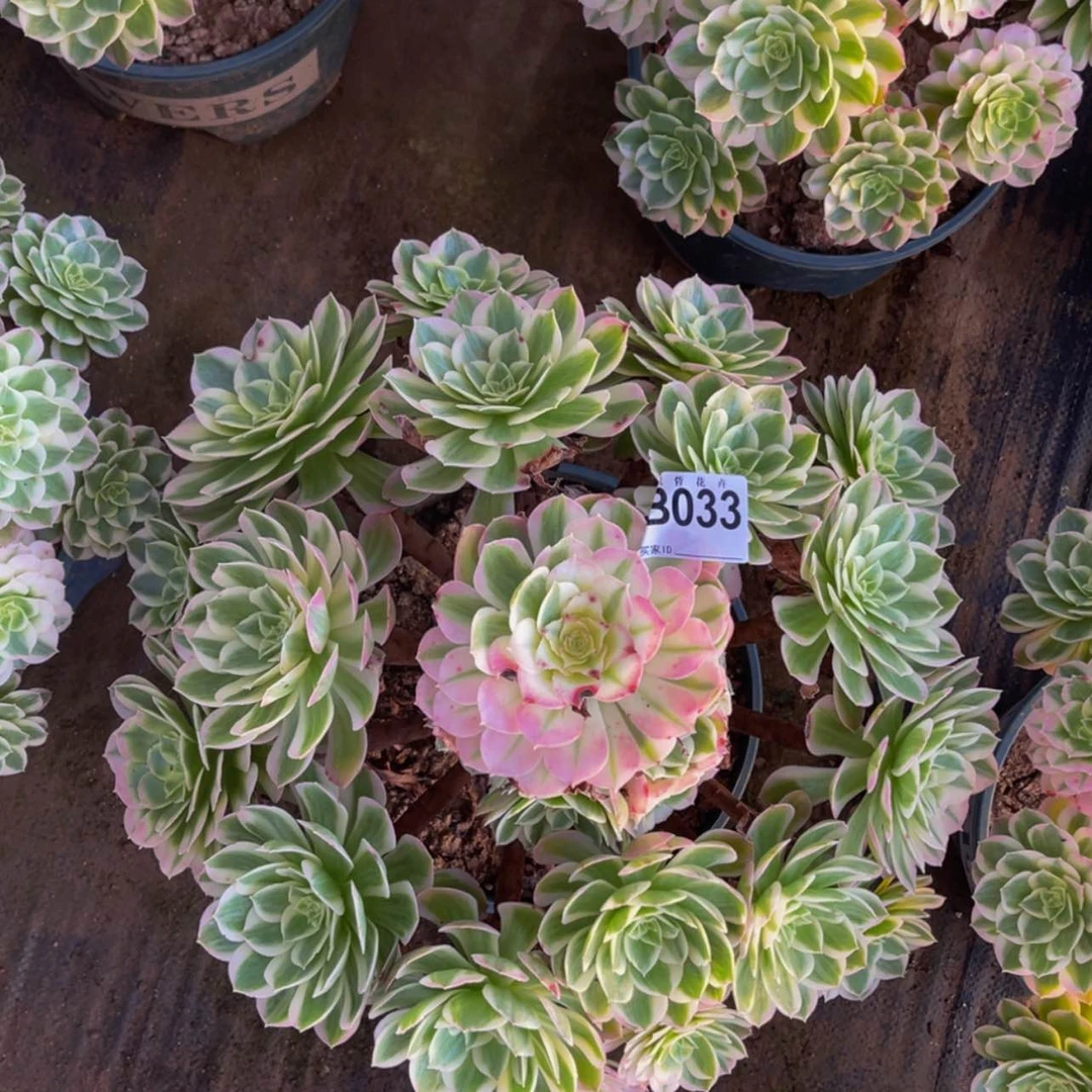 【闪购商品】03300