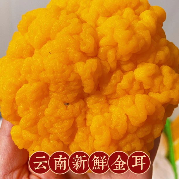 新鲜金耳500克金耳菌胶质满满Q弹 顺丰包邮