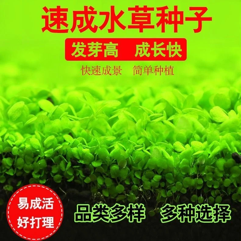 水族箱前景水草种子迷你对叶草鱼缸造景草速成草坪种子牛毛草种子