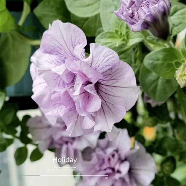 牵牛花盆栽重瓣矮牵牛花苗进口垂吊花卉阳台庭院植物容易爆盆牵牛