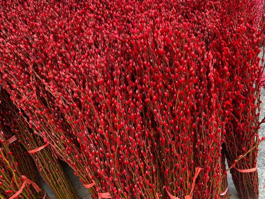 银柳年宵花干花鲜枝真花卉冬季室内耐寒可水养植物节日礼物