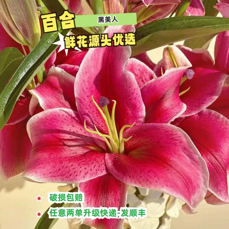 【源头优选】10支两头黑美人 香水百合任意两单花材顺丰冷链