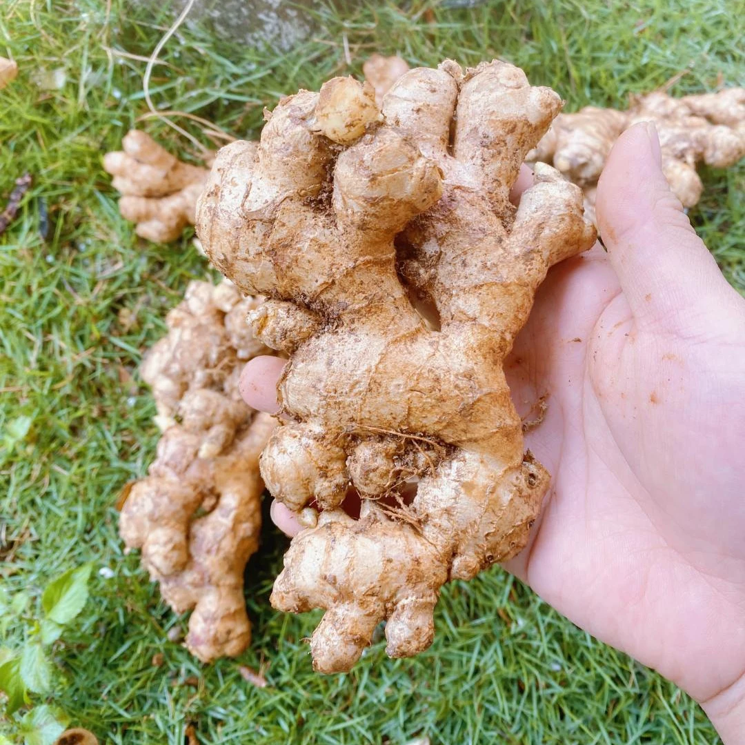 七米山小黄姜云南文山小黄姜炒菜煲汤晒姜片9斤包邮