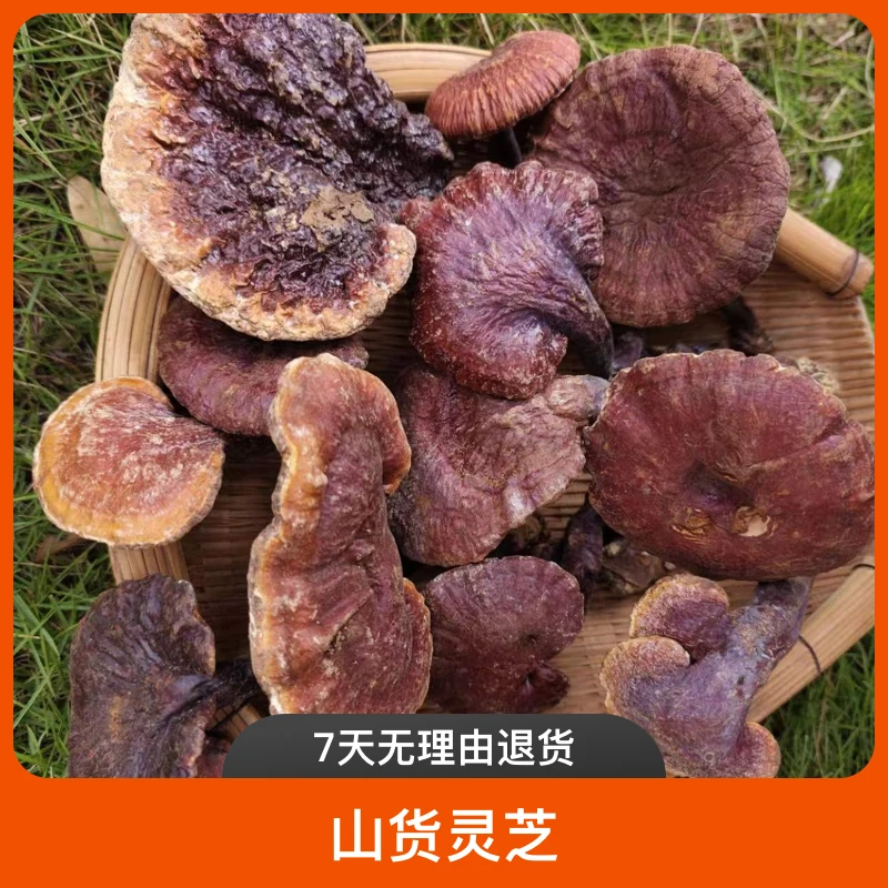 云南灵芝炖鸡煲汤泡茶山货灵芝赤灵芝批发产地直销
