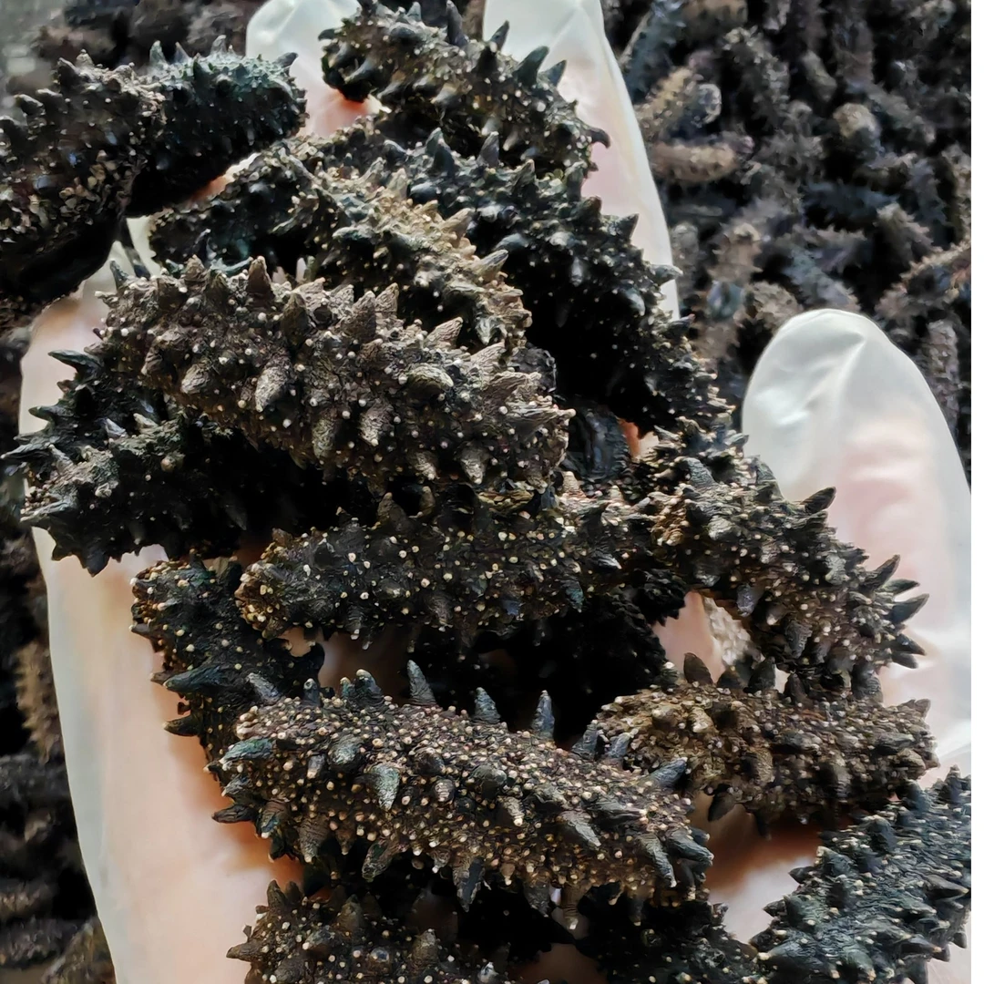 俄罗斯 淡干海参