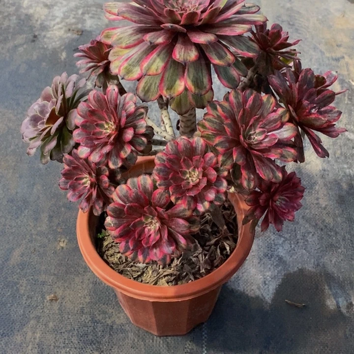 舞**春多肉法师紫霞129