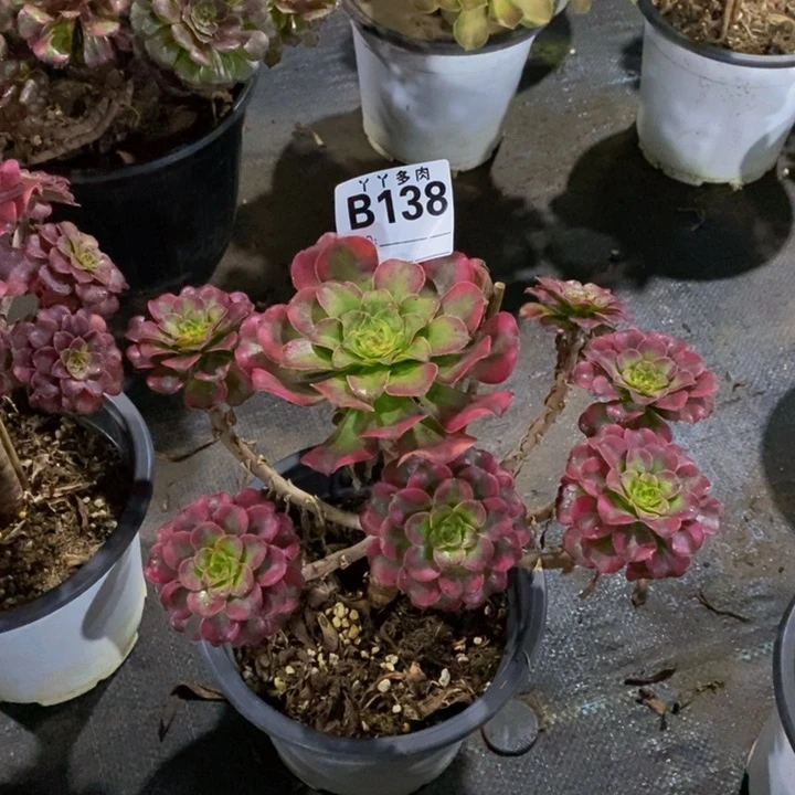 独**忆多肉法师潘帕斯138