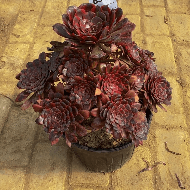 恒*多肉法师红金刚542