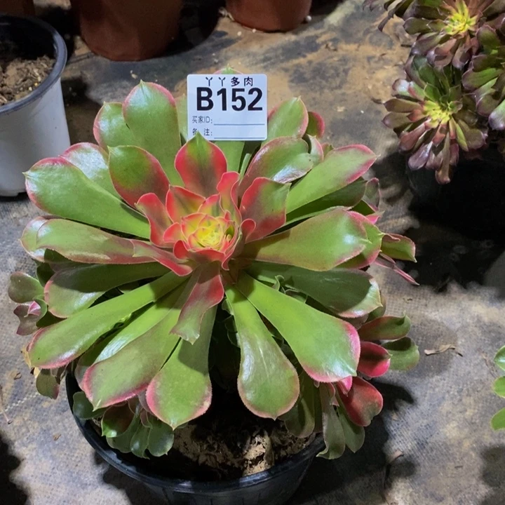 阡**春多肉法师香妃152