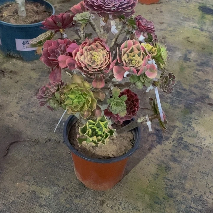 多肉植物法师嫁接686寄养