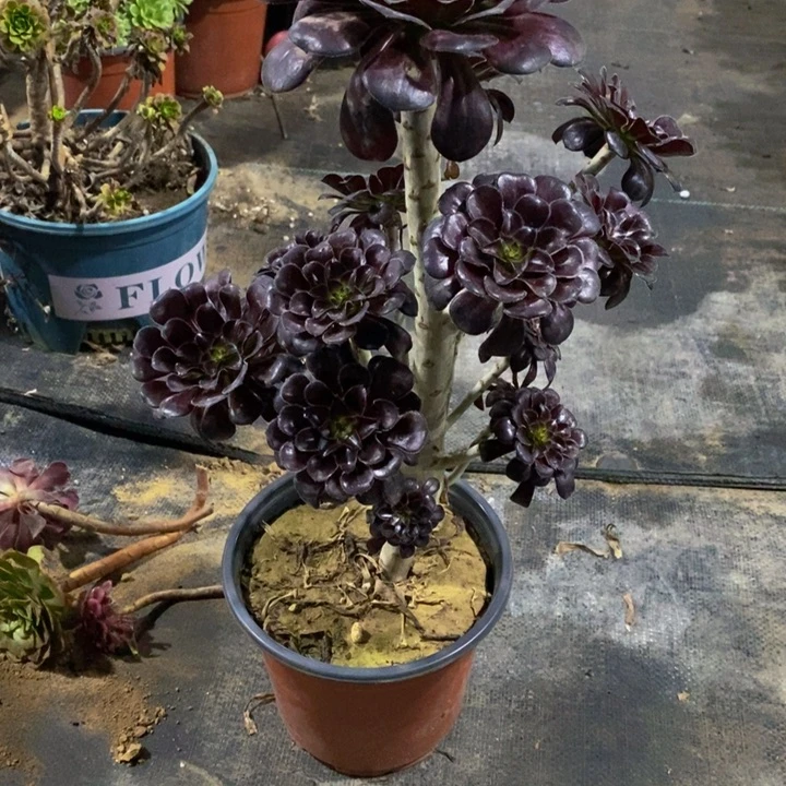 难**涂多肉法师墨法155