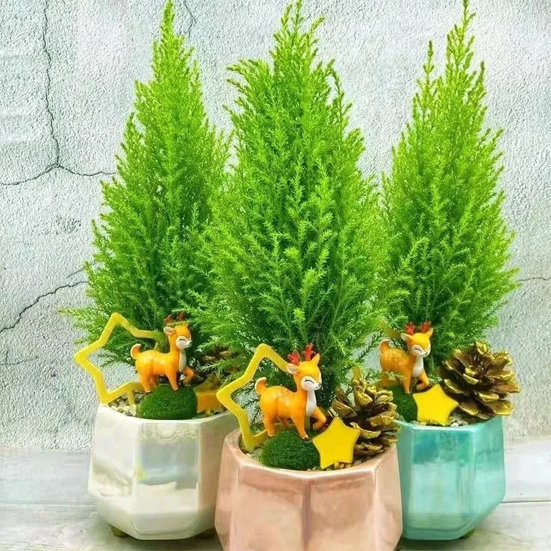 香味小香松盆栽圣诞树客厅庭院阳台四季常绿耐寒绿植基地原土发货