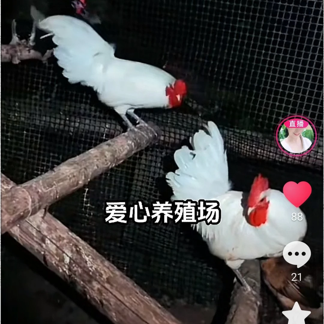 花冠混色装鹊山鸡蛋
