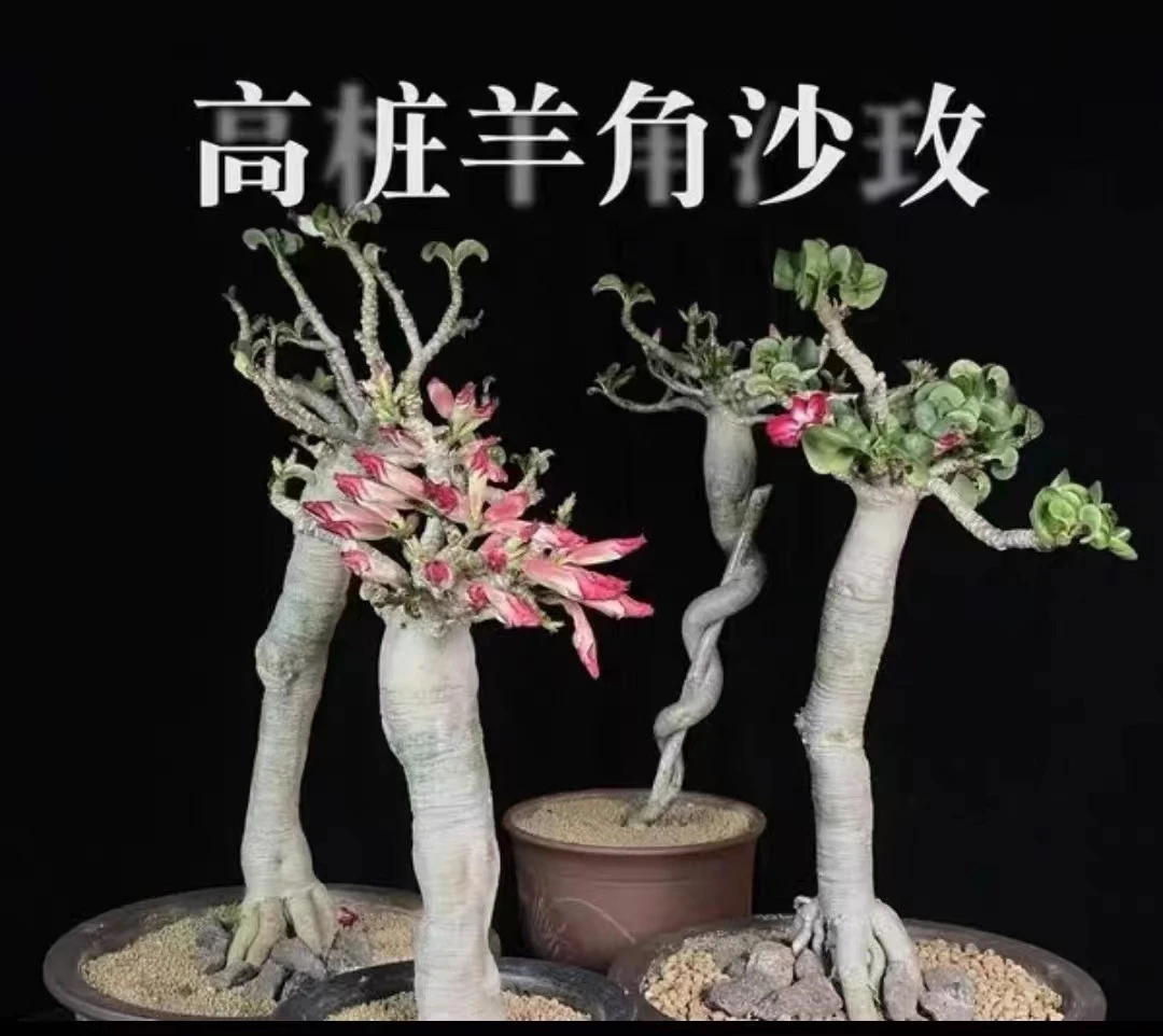沙漠玫瑰绿植  一物一拍
