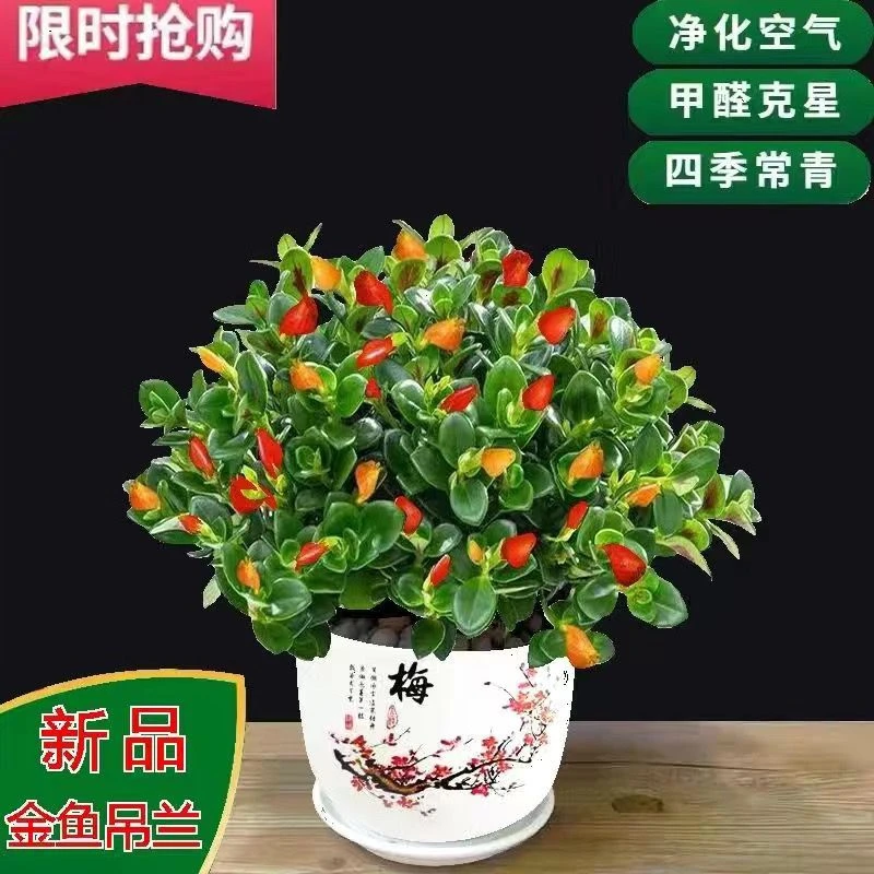 【聚财金鱼】金鱼花吊兰室内好养花卉盆栽四季开花耐寒吸甲醛绿植