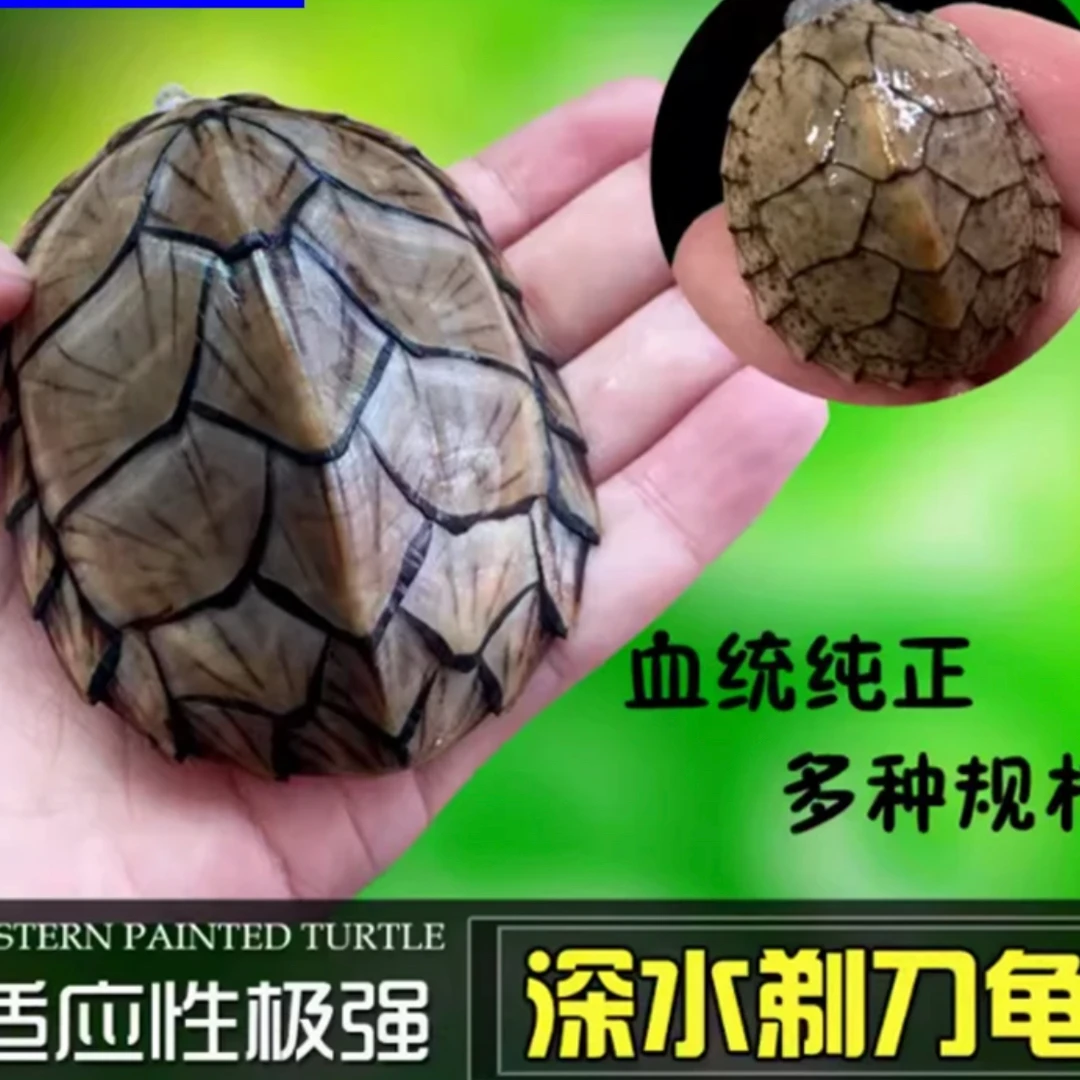 直播剃刀网红稀有观赏乌龟