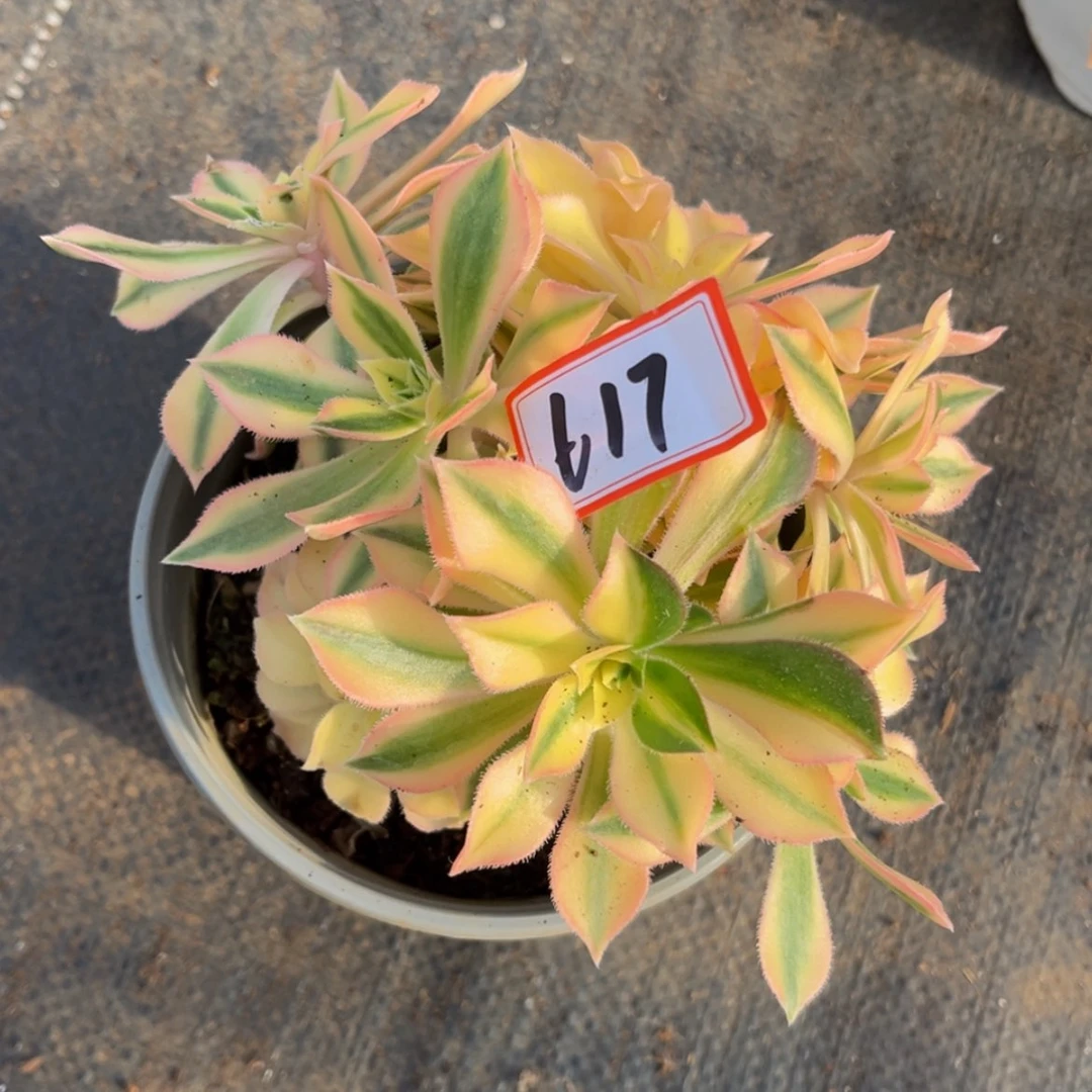 【闪购商品】?****9617枫叶多肉