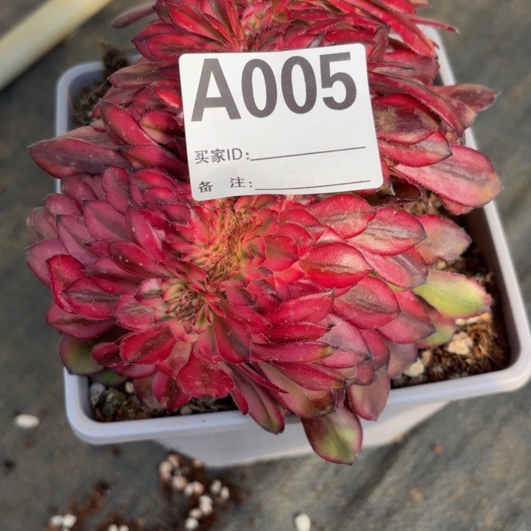 【闪购商品】A005多肉