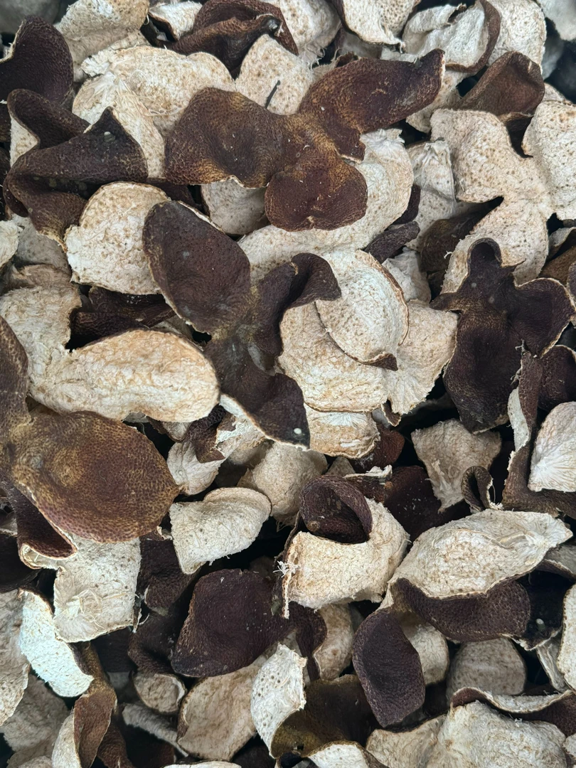 555号2023年天马圈枝大红皮250g