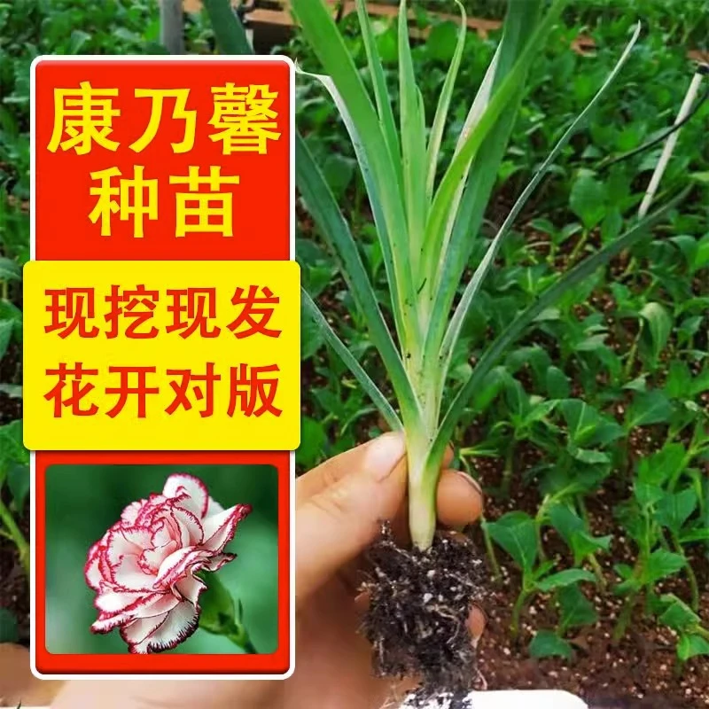 康乃馨花苗盆栽室内阳台好养的花卉四季开花云南直发美观清新栽培
