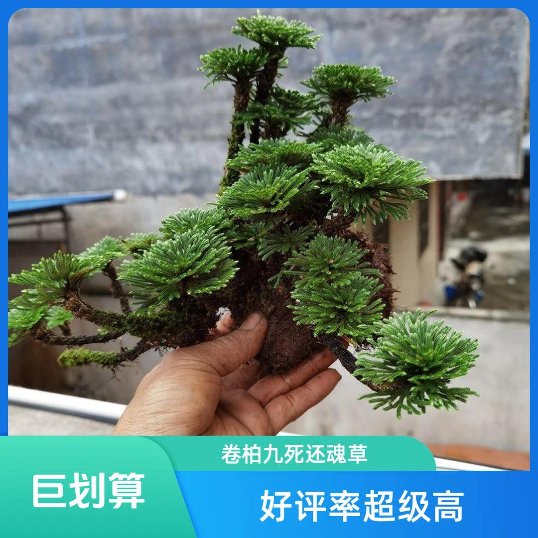 盆景卷柏绿植造景绿植四季常青四季不落叶美观美前台植物办公桌