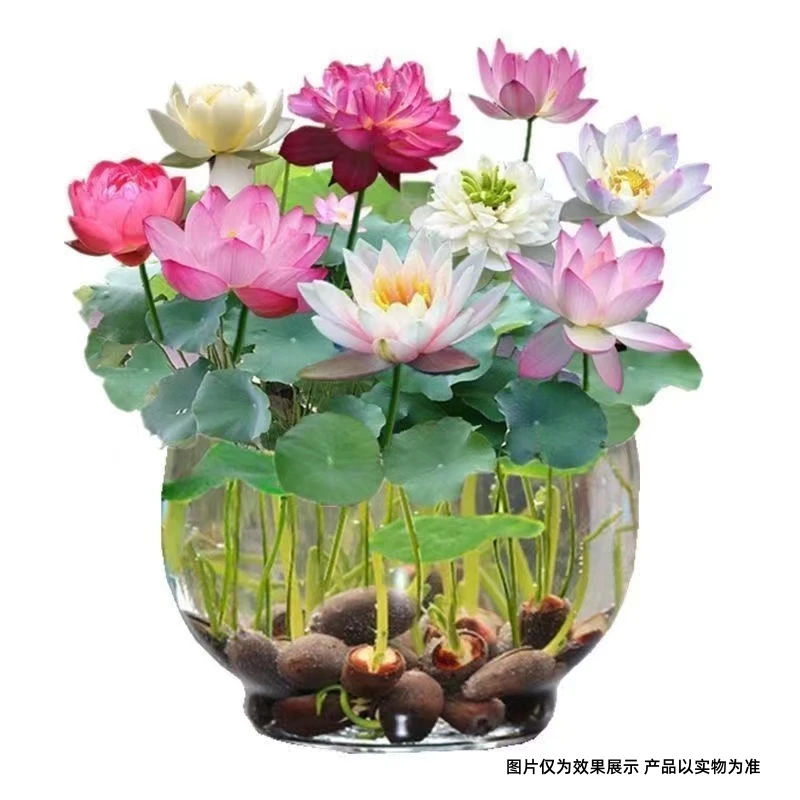 开口碗莲10粒8.99【新水培莲花种子】盆栽水培莲花四季开花水养赠营
