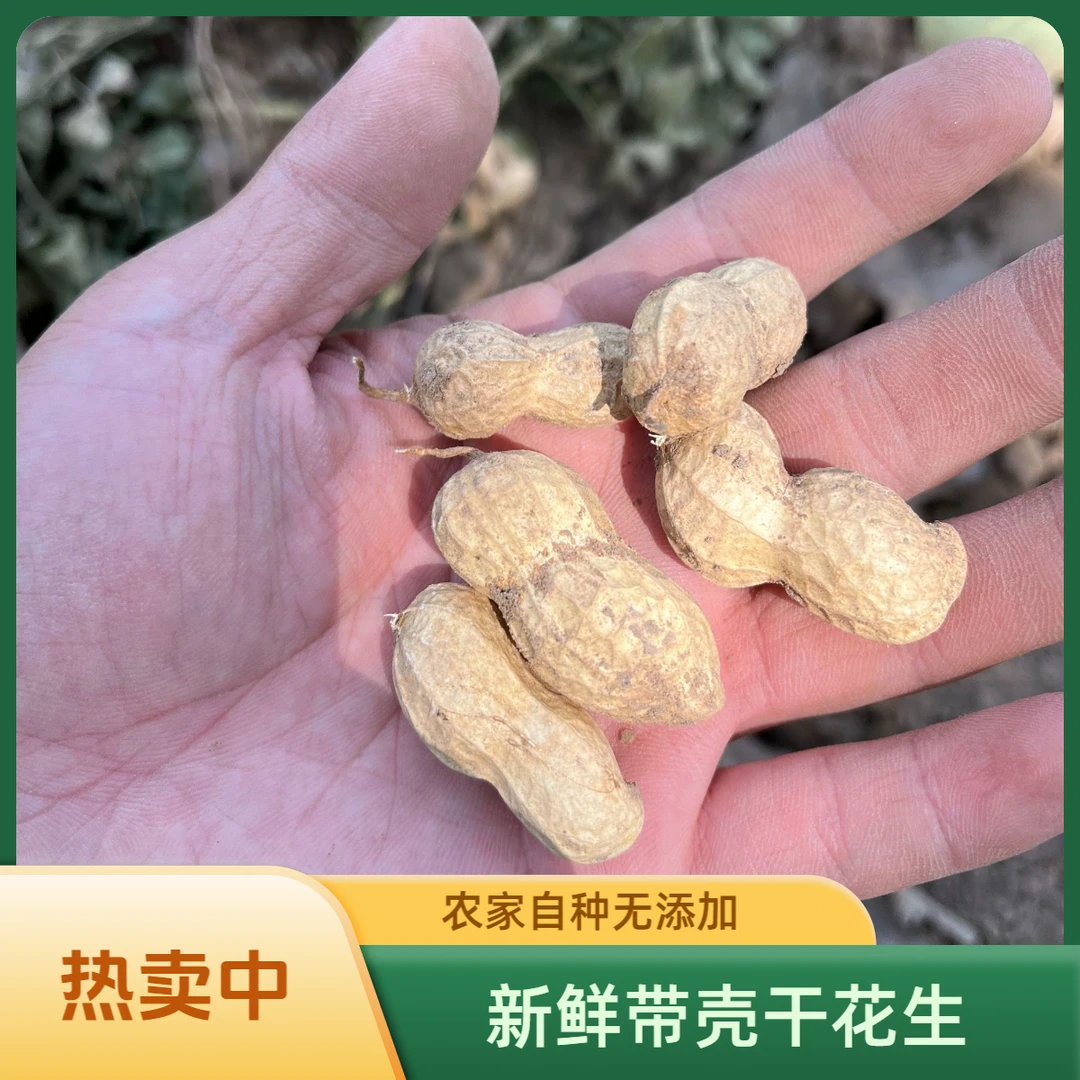新鲜带壳花生2024干花生可水煮拔丝油炸花生小鲁花新花生