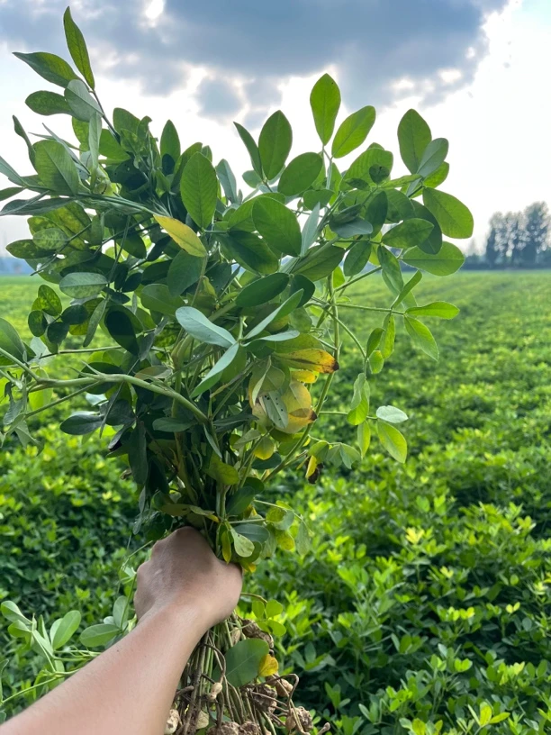 河南2024新鲜湿花生现挖现发3/5/9斤农家种粉皮带壳花生可水煮