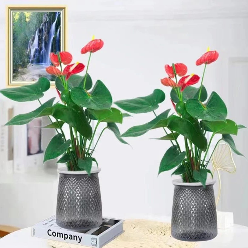 红掌年宵花水培土培绿植盆栽室内花卉防辐射吸甲醛客厅净化空气