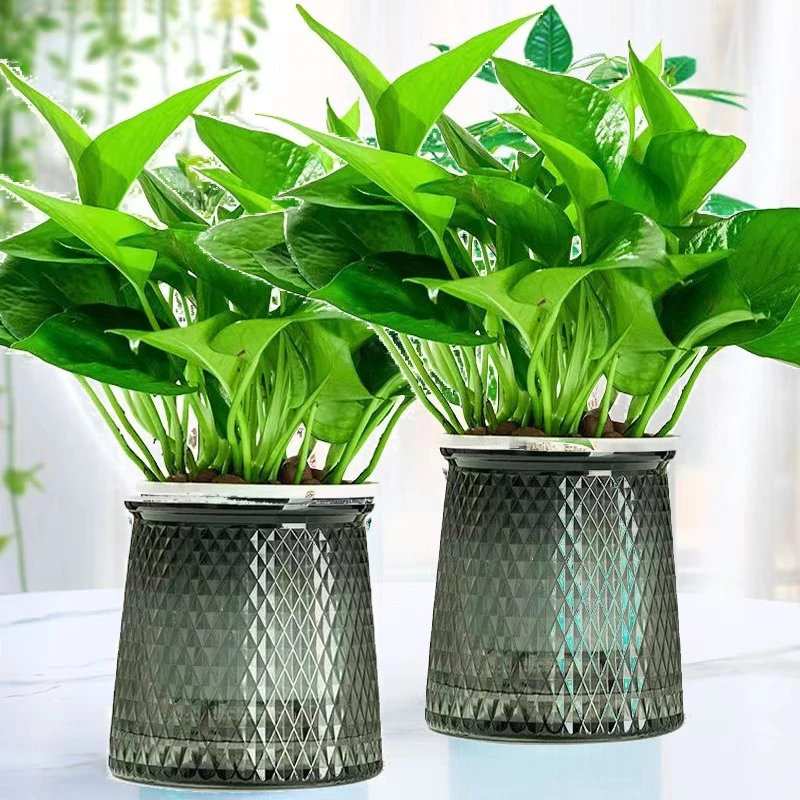 【买一送一】绿萝盆栽室内好养净化空气植物绿植花卉盆栽绿箩批发