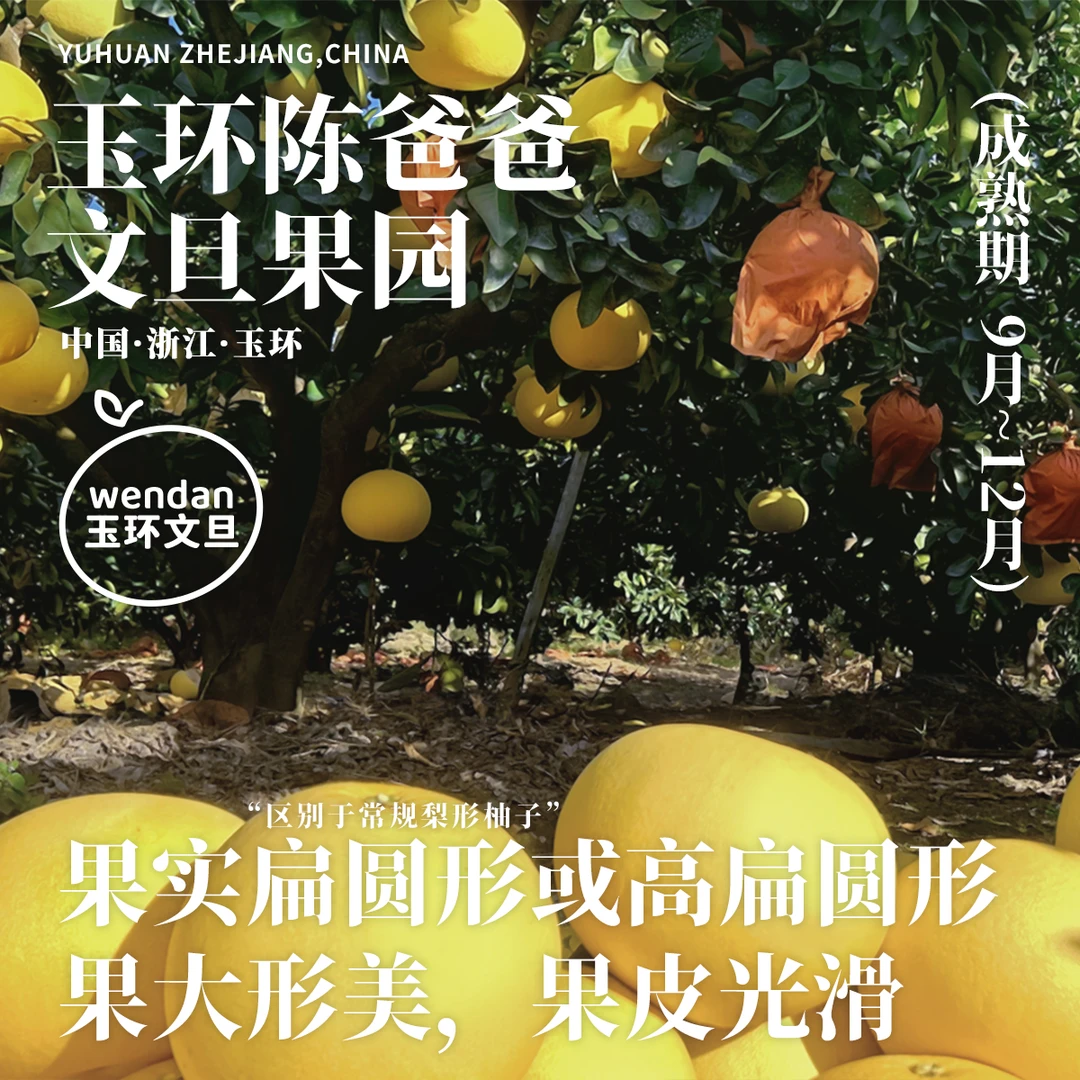 【大裂 · 低价处理裂果 · 仅发浙江】玉环文旦柚子老树果当季水果