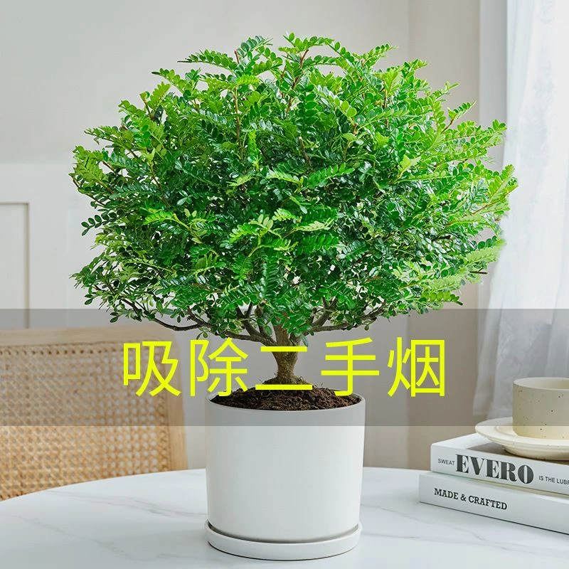 清香胡椒木盆栽驱蚊植物草好养室内花卉桌面绿植四季常青盆景好养