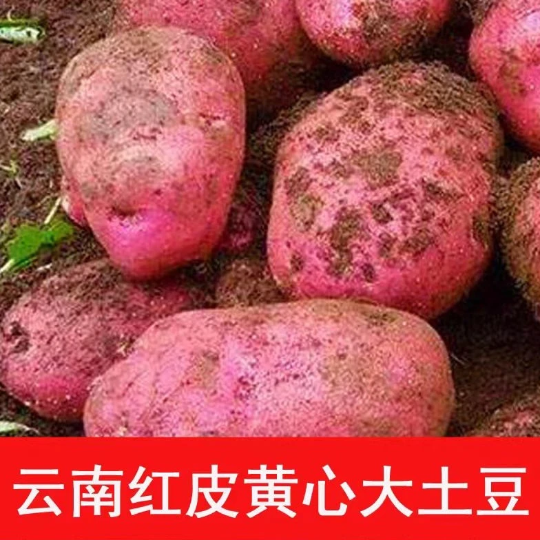 红皮云南黄心土豆新鲜现挖高原洋芋农家马铃薯自种批发品种