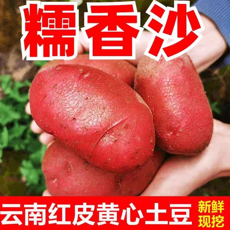 红皮土豆包邮新鲜大土豆马铃薯小土豆洋芋土豆粉老奶洋芋黄心土豆