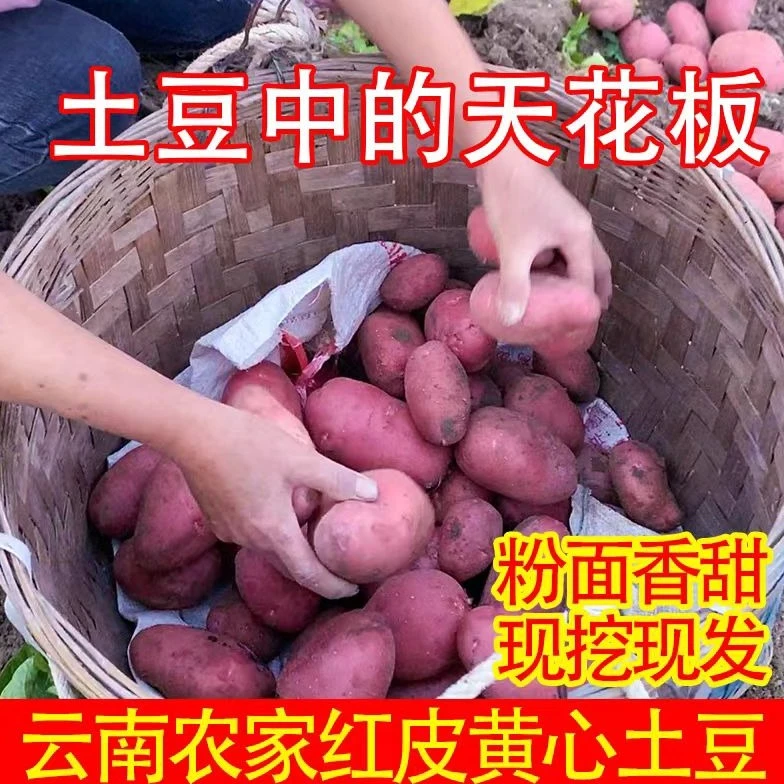 农家自种红皮大土豆新鲜蔬果现挖薄皮黄心马铃薯洋芋整箱包邮价