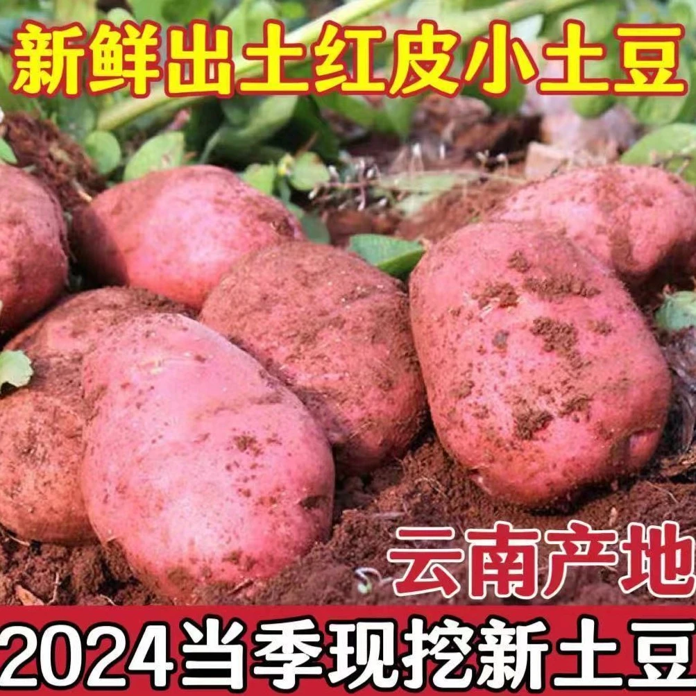 云南土豆新鲜现挖红皮黄心土豆9/3斤小土豆洋芋农家自种批发
