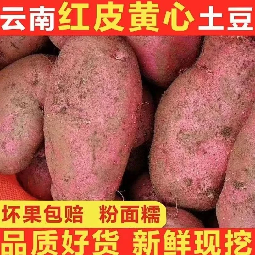 【新鲜现挖现发】云南红皮黄心土豆洋芋新鲜绿色蔬菜粉糯马铃薯