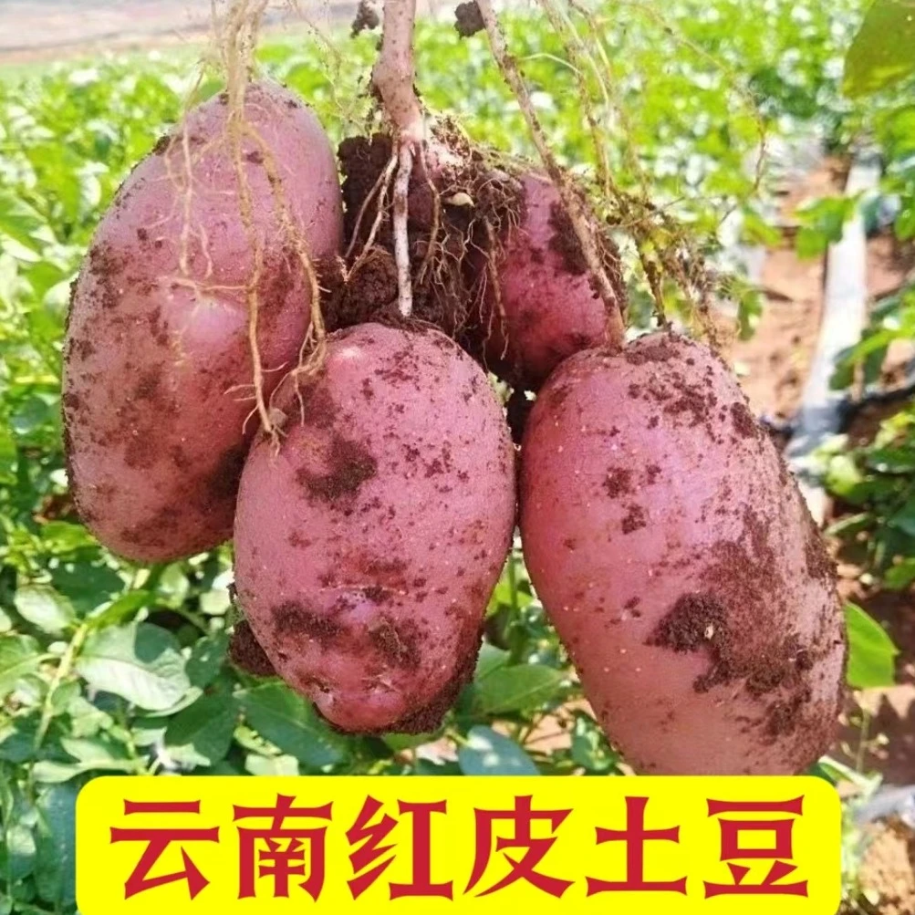 云南新鲜高原红皮黄心小土豆净重农家自种蔬菜红皮土豆非大马铃薯