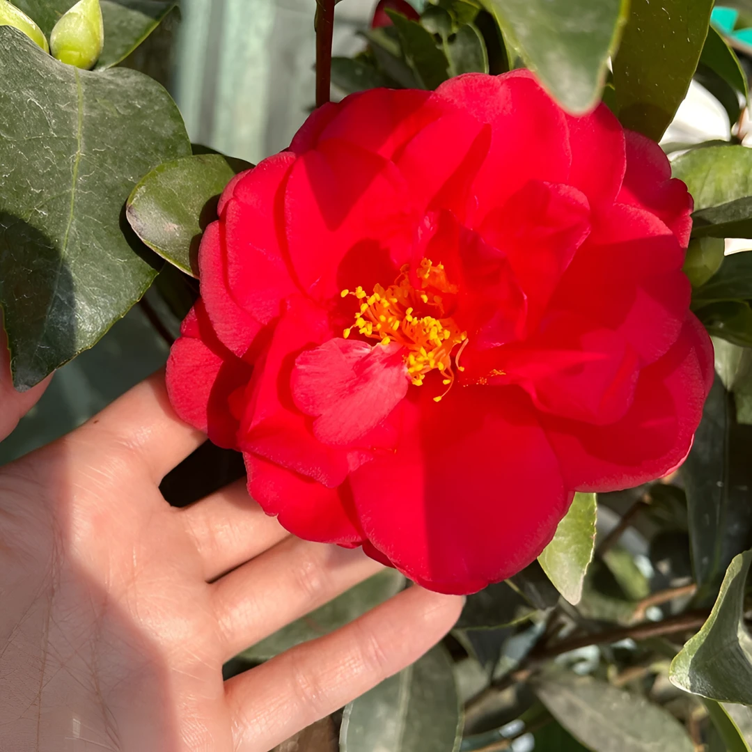 【暂无花苞，介意勿拍】夏日七星，四季山茶花，四季开花四季常青