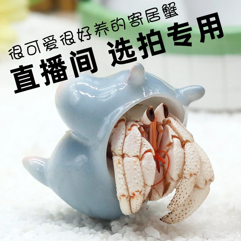 直播间【选拍】 一物一拍  壳壳组合