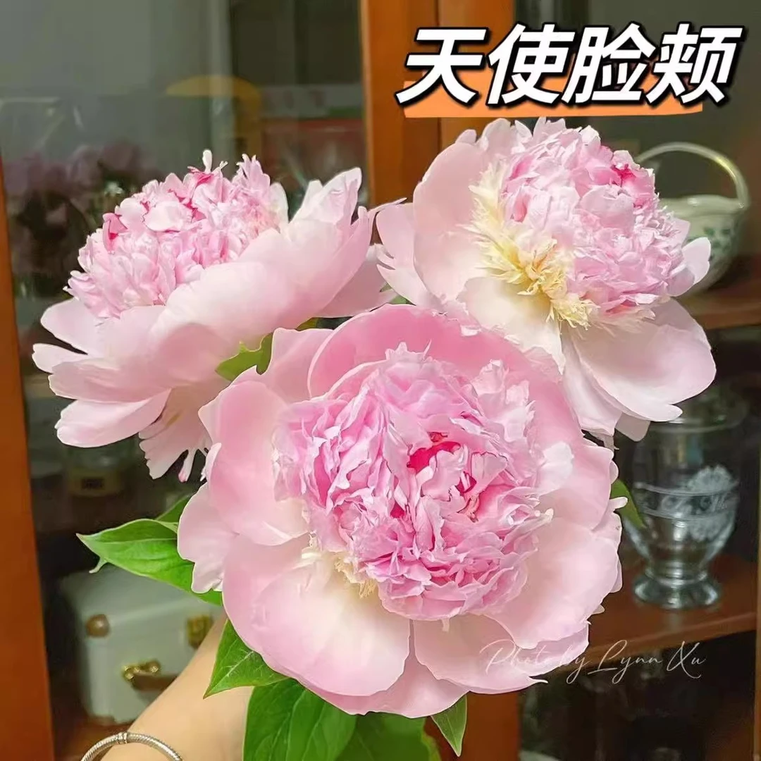 预售【天使脸颊】芍药鲜切花山东菏泽基地直发