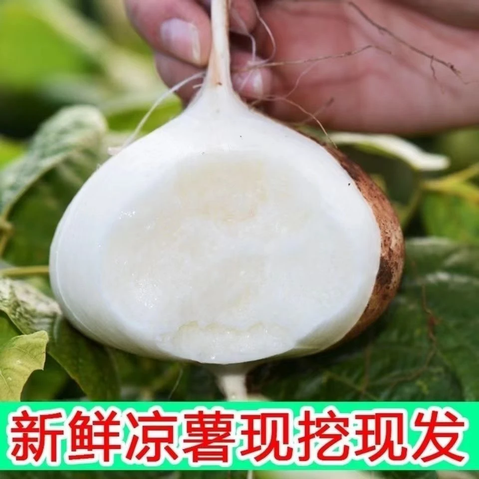 贵州凉薯新鲜现挖白地瓜小果农家特产清甜水果沙葛土1/3/5/9斤