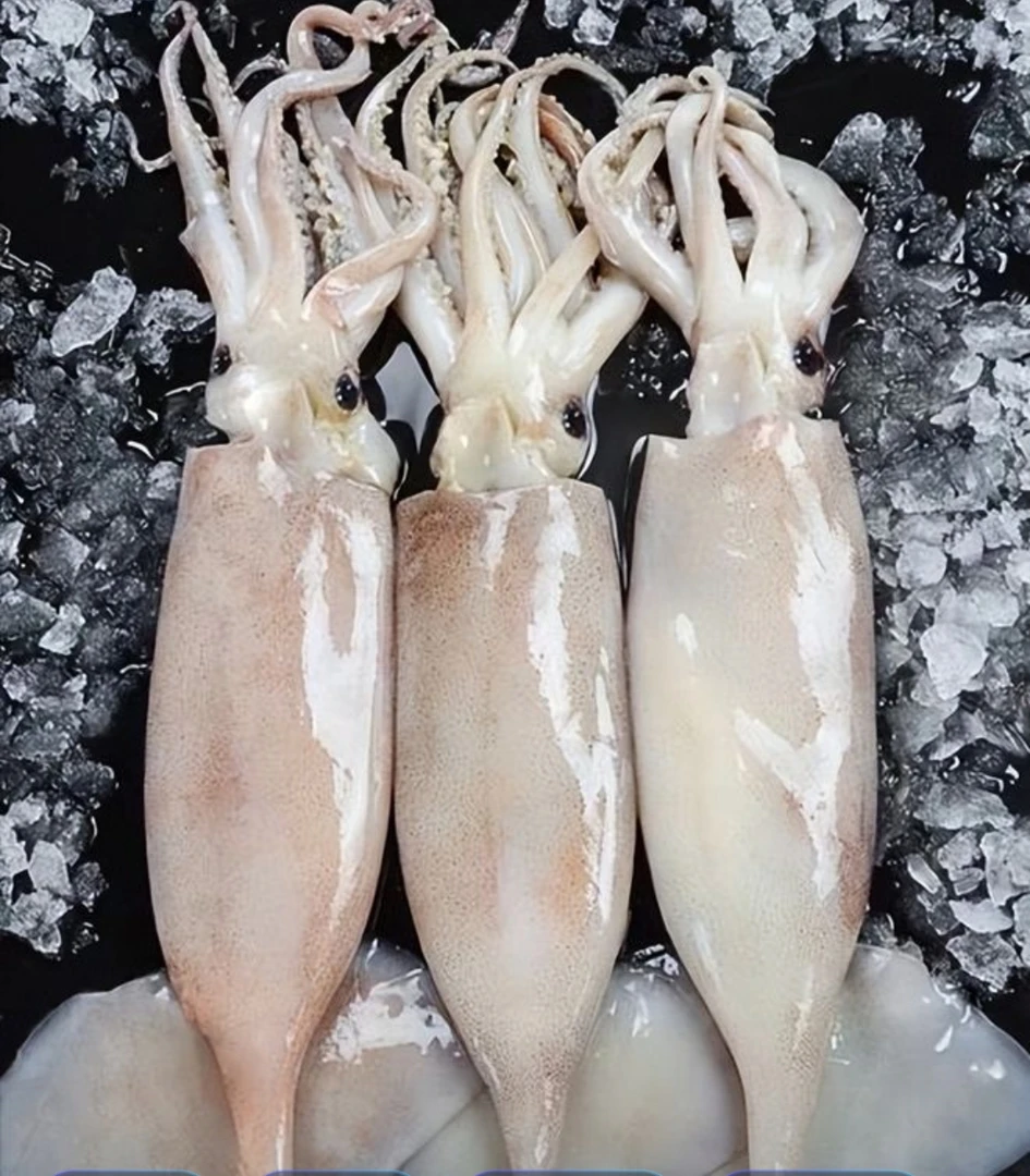 大连当地鱿鱼顺丰发货冻发
