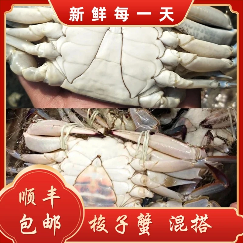 【保鲜不保活】公蟹+母蟹 +花旗混搭梭子蟹残蟹（每只3-5两）